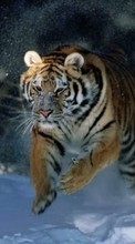 Тигры,Животные для Nokia Asha 210