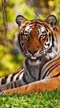Тигры,Животные для Sony Ericsson P1