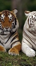Новые обои на телефон скачать бесплатно: Животные, Тигры.