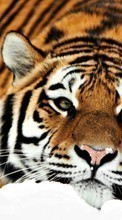 Тигры,Животные для Samsung Galaxy S Duos 2