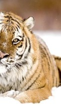 Новые обои на телефон скачать бесплатно: Тигры, Животные.