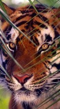 Тигры,Животные для Sony Xperia Z3 Tablet Compact