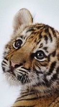Тигры,Животные для Sony Xperia E1