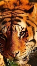 Тигры,Животные для Lenovo IdeaTab A1000