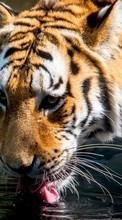 Новые обои на телефон скачать бесплатно: Тигры,Животные.