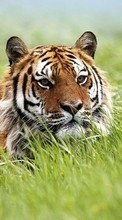 Тигры,Животные для Asus ZenFone Go ZC500TG