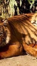 Тигры,Животные для Samsung Galaxy S7 Edge