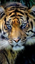 Тигры,Животные для Samsung Galaxy Grand Prime