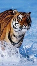 Тигры,Животные для ZTE Blade 3