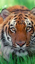 Новые обои на телефон скачать бесплатно: Тигры,Животные.