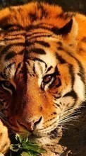 Тигры,Животные для Fly ERA Nano 2 IQ239