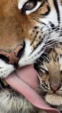 Тигры,Животные для Sony Xperia Z4 Tablet