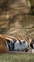 Тигры,Животные для Motorola RAZR V3