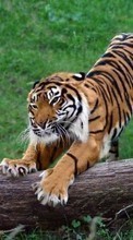 Новые обои 320x240 на телефон скачать бесплатно: Тигры, Животные.