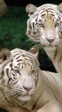 Новые обои 320x480 на телефон скачать бесплатно: Тигры, Животные.