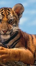 Новые обои 1280x800 на телефон скачать бесплатно: Тигры, Животные.