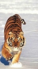 Новые обои на телефон скачать бесплатно: Тигры,Животные,Зима.