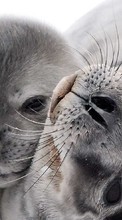 Новые обои на телефон скачать бесплатно: Тюлени, Животные.
