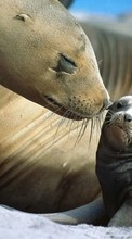 Новые обои на телефон скачать бесплатно: Тюлени,Животные.
