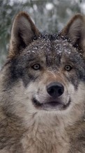 Новые обои 1024x768 на телефон скачать бесплатно: Волки, Животные.