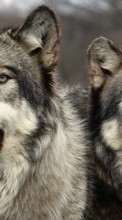 Новые обои 320x240 на телефон скачать бесплатно: Волки, Животные.