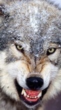 Новые обои 1024x600 на телефон скачать бесплатно: Волки, Животные.
