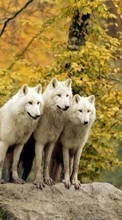 Новые обои на телефон скачать бесплатно: Волки, Животные.