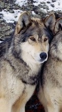 Новые обои 1080x1920 на телефон скачать бесплатно: Волки, Животные.