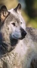 Волки, Животные для LG G2