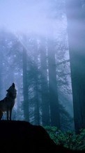 Волки, Животные для Samsung Galaxy Note 2