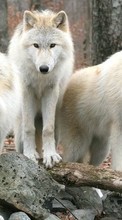 Волки,Животные для Samsung Star 2 DUOS C6712
