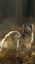 Новые обои на телефон скачать бесплатно: Волки,Животные.