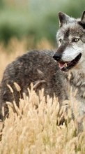 Новые обои на телефон скачать бесплатно: Волки,Животные.