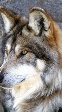 Новые обои 240x400 на телефон скачать бесплатно: Волки, Животные.