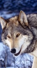 Волки, Животные для Motorola Moto G