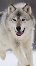 Волки, Животные для Lenovo S60