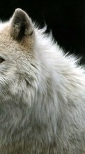 Волки, Животные для LG KS360