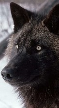 Новые обои 128x160 на телефон скачать бесплатно: Волки, Животные.