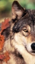 Новые обои 360x640 на телефон скачать бесплатно: Волки, Животные.