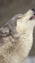 Новые обои 720x1280 на телефон скачать бесплатно: Волки, Животные.