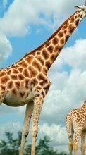 Новые обои на телефон скачать бесплатно: Жирафы,Животные.