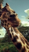 Новые обои на телефон скачать бесплатно: Жирафы,Животные.