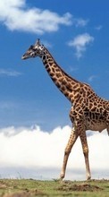 Новые обои 240x320 на телефон скачать бесплатно: Жирафы, Животные.