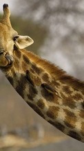 Жирафы, Животные для Samsung Galaxy J1