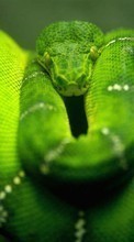 Животные, Змеи для HTC Desire 816