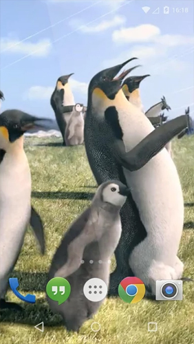 Скачать бесплатные живые обои Животные для Андроид на рабочий стол планшета: Arctic Penguin.