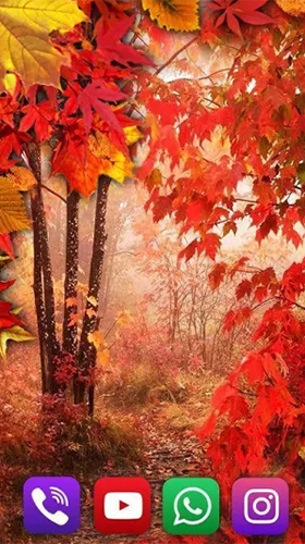 Скачать бесплатно живые обои Autumn rain by SweetMood на Андроид телефоны и планшеты.