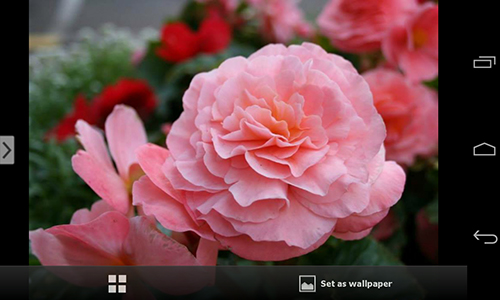 Скачать бесплатные живые обои Цветы для Андроид на рабочий стол планшета: Beautiful flowers.