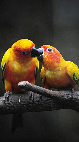 Скачать бесплатные живые обои Животные для Андроид на рабочий стол планшета: Birds by Happy live wallpapers.