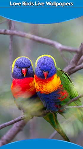 Скачать бесплатные живые обои Животные для Андроид на рабочий стол планшета: Birds in love.